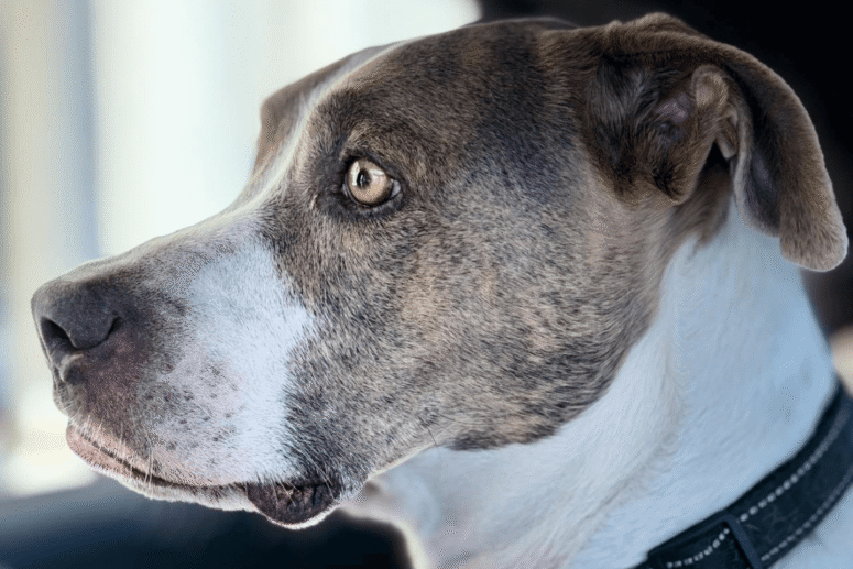 Anxious dog/New to grooming sessions 