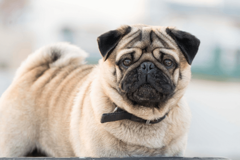 Full groom – Smooth Coats